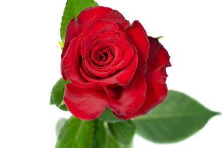 Rode roos