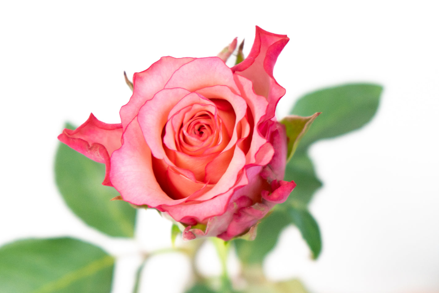 Roze rozen laten bezorgen
