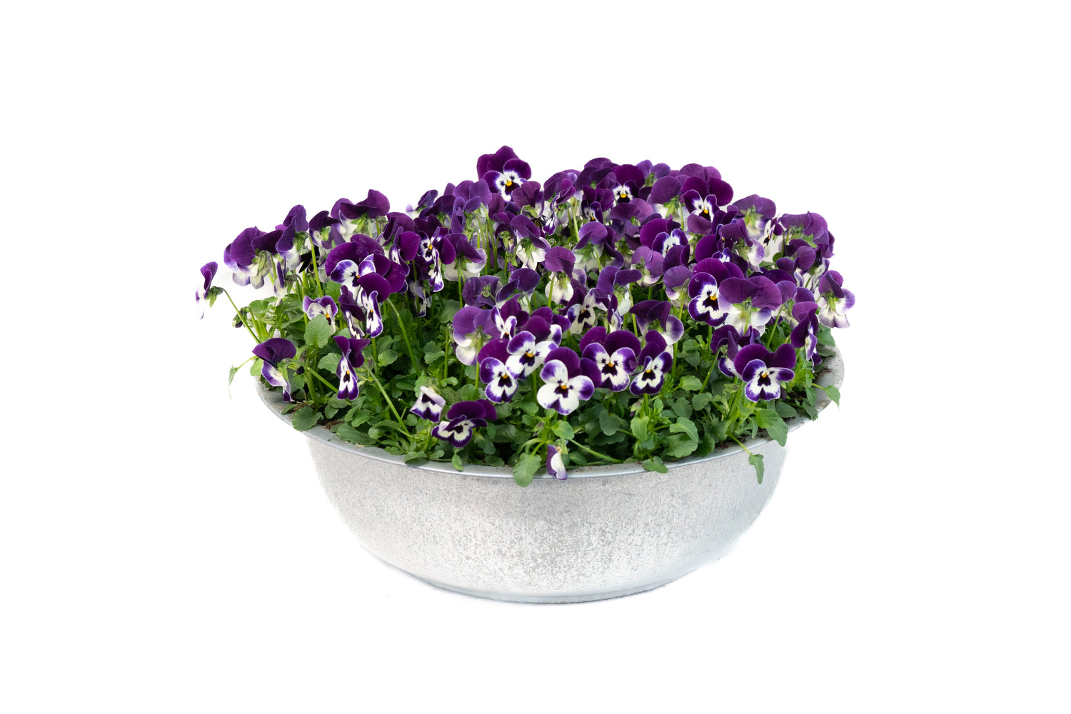 schaal violen paars kopen
